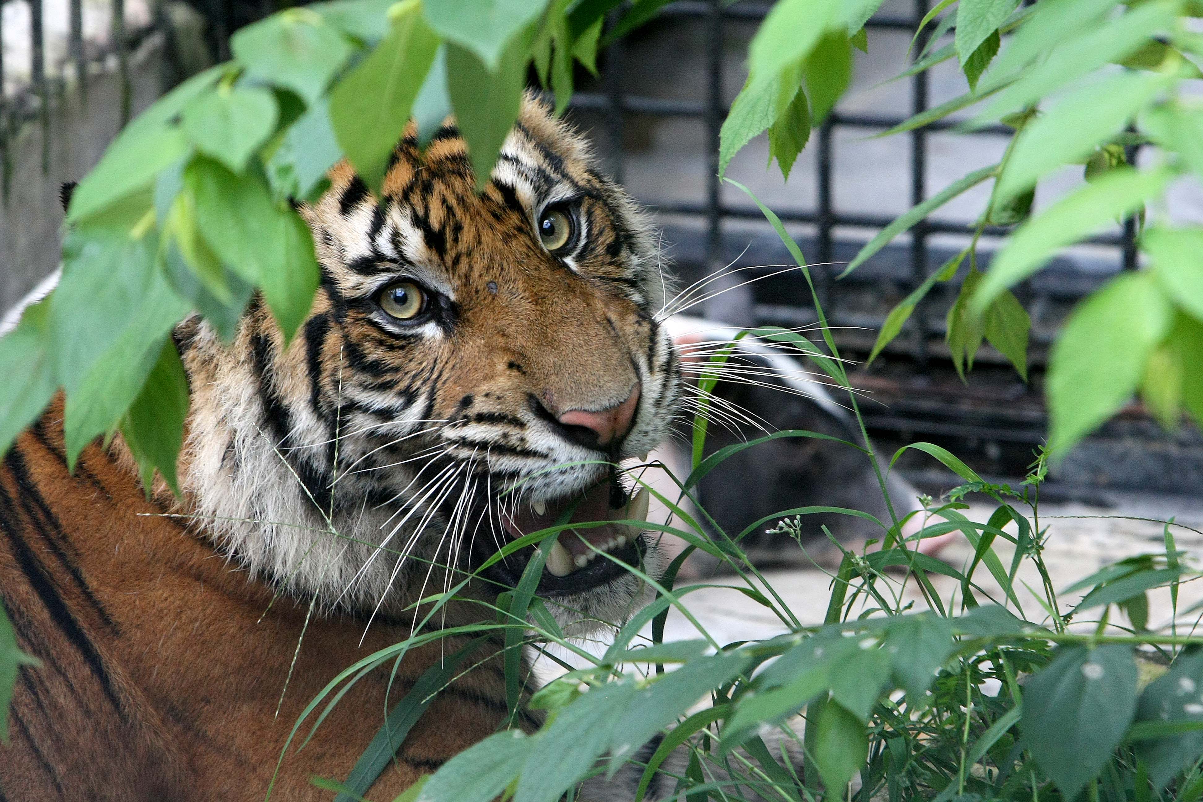 Konflik manusia dengan harimau kembali terjadi di Riau. Seorang pencari kayu tewas diterkam saat mengambil kayu di dalam hutan. 