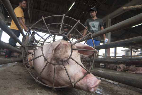 Para pekerja menyiapkan babi untuk didistribusikan ke konsumen di Rumah Potong Hewan Denpasar.