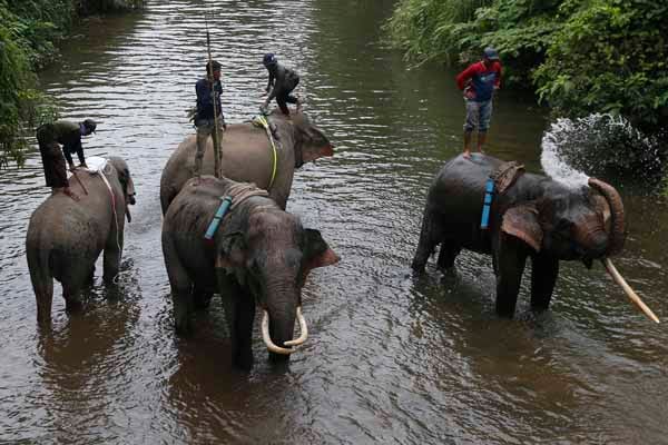  Pawang (mahout) memandikan gajah sumatra jinak dari Pusat Latih Gajah (PLG) Saree di posko Conservation Response Unit (CRU) Aceh.