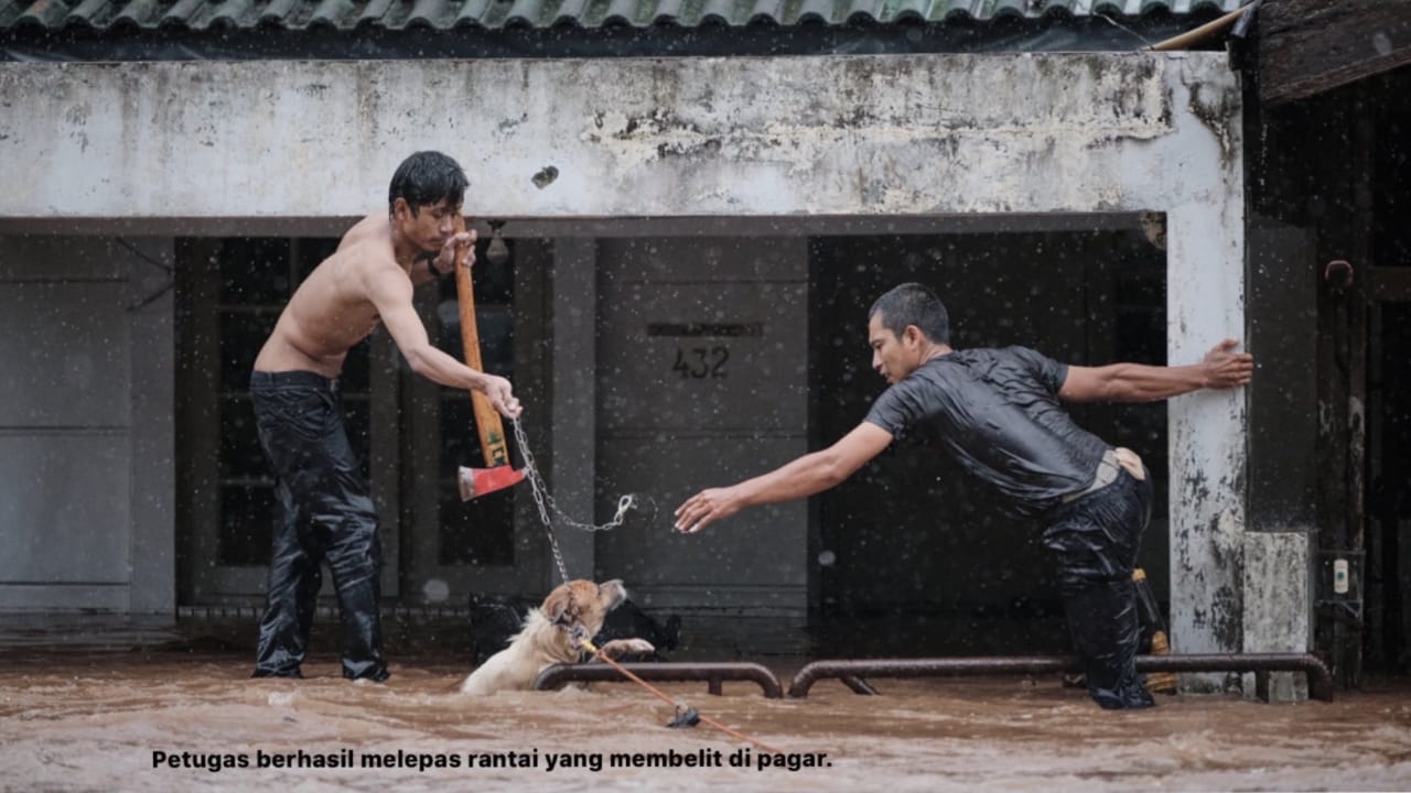 Seekor anjing di daerah Cinere yang tengah dirantai berhasil dievakuasi setelah bertahan lebih dari 2 jam menahan derasnya banjir. 