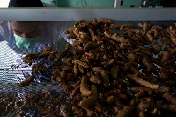 Petugas menyortir rempah-rempah di Pusat Saintifikasi dan Pelayanan Jamu (PSPJ) Pekalongan, Jawa Tengah.