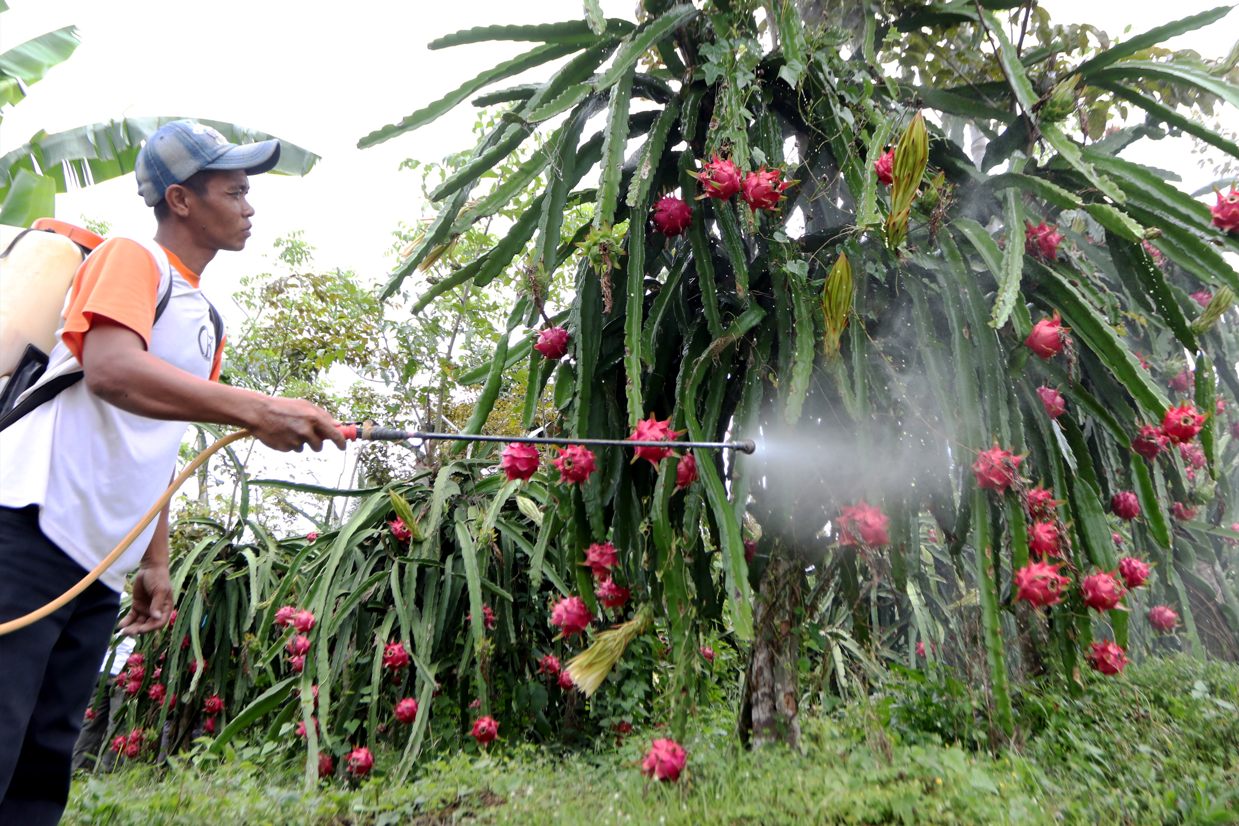 Petani melakukan perawatan buah naga menggunakan bahan organik di Jambe Wangi, Sempu, Banyuwangi, Jawa Timur.