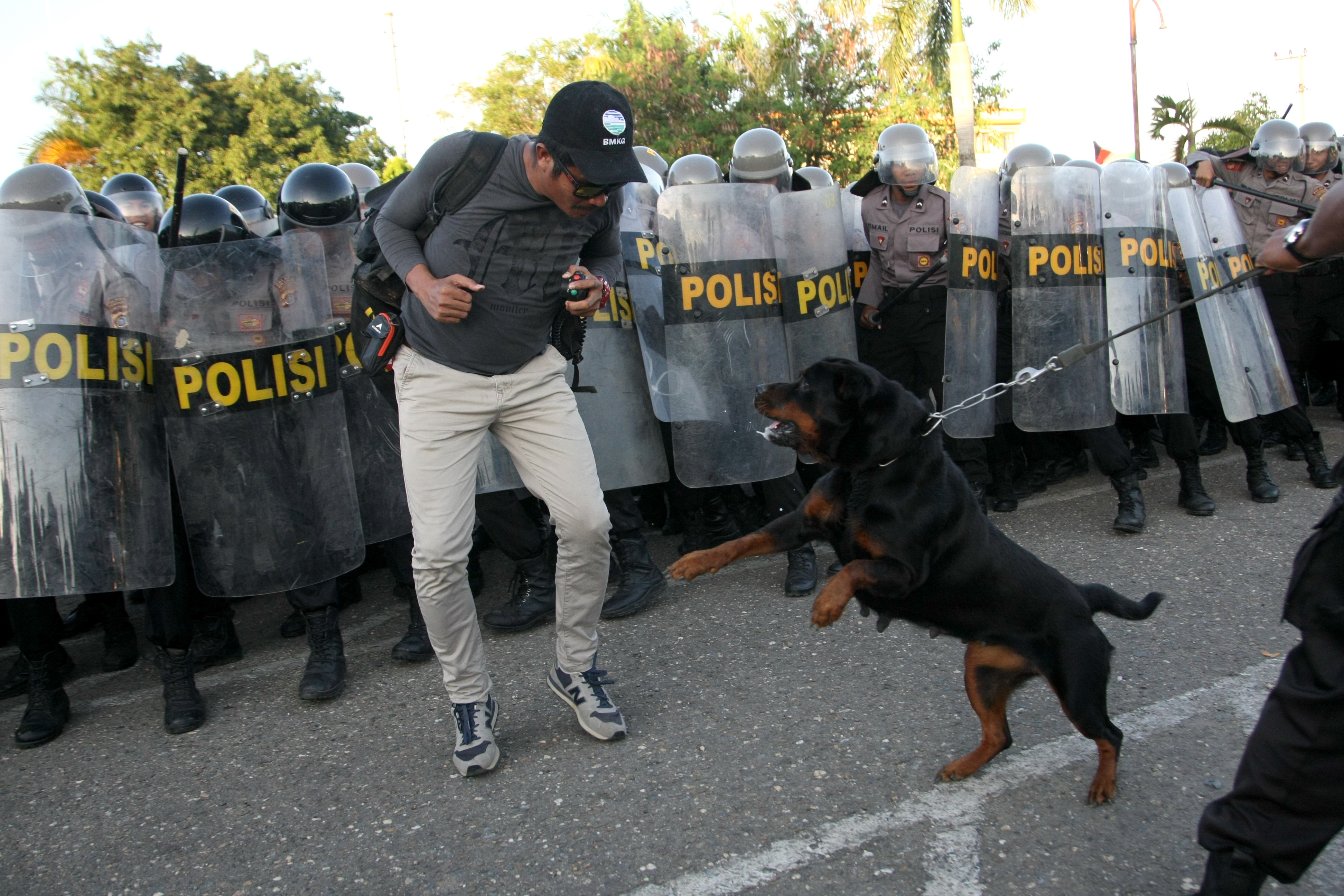 Ilustrasi--serangan anjing