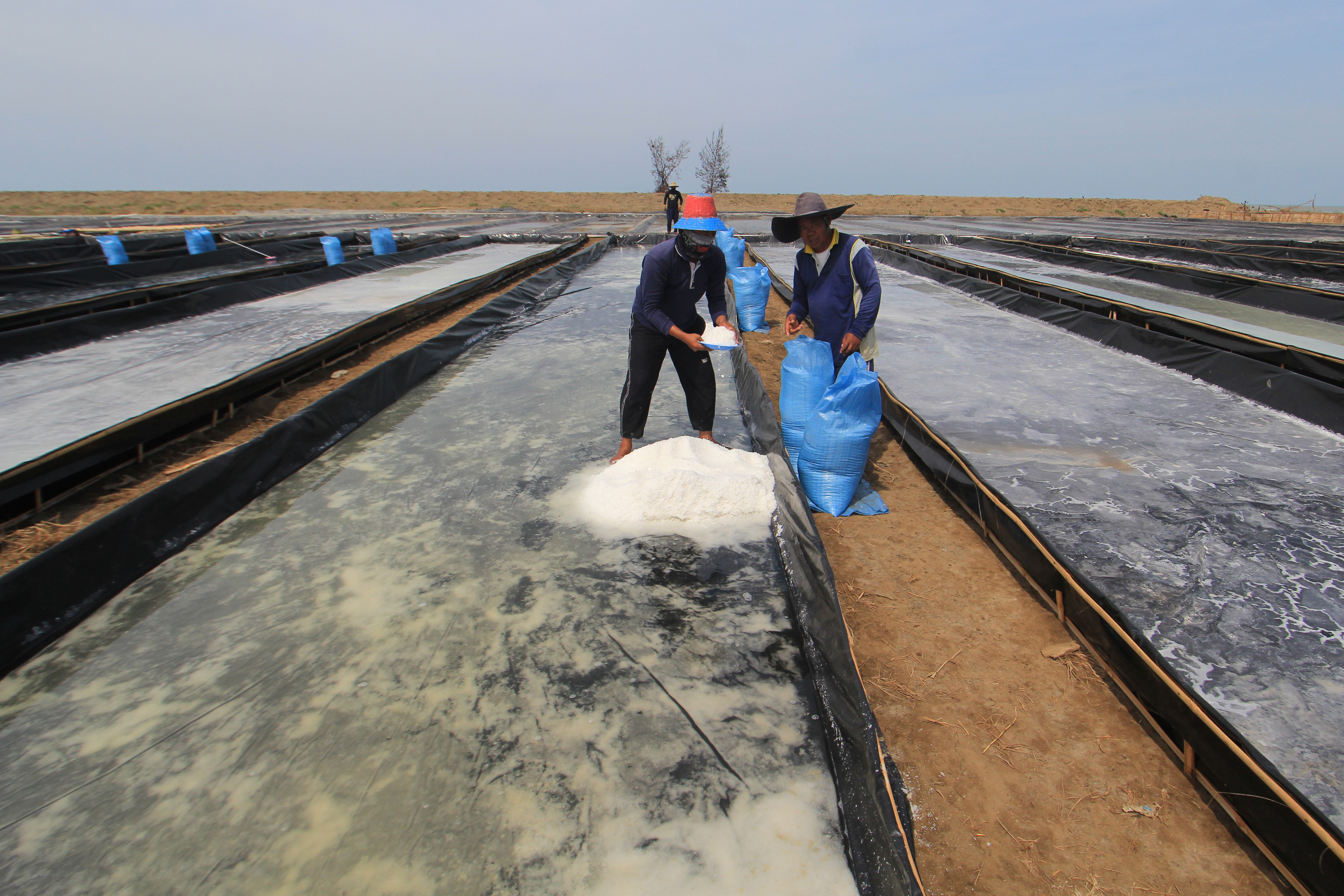 Pekerja memanen garam di areal tambak garam Desa Singaraja, Indramayu, Jawa Barat, Kamis (13/9