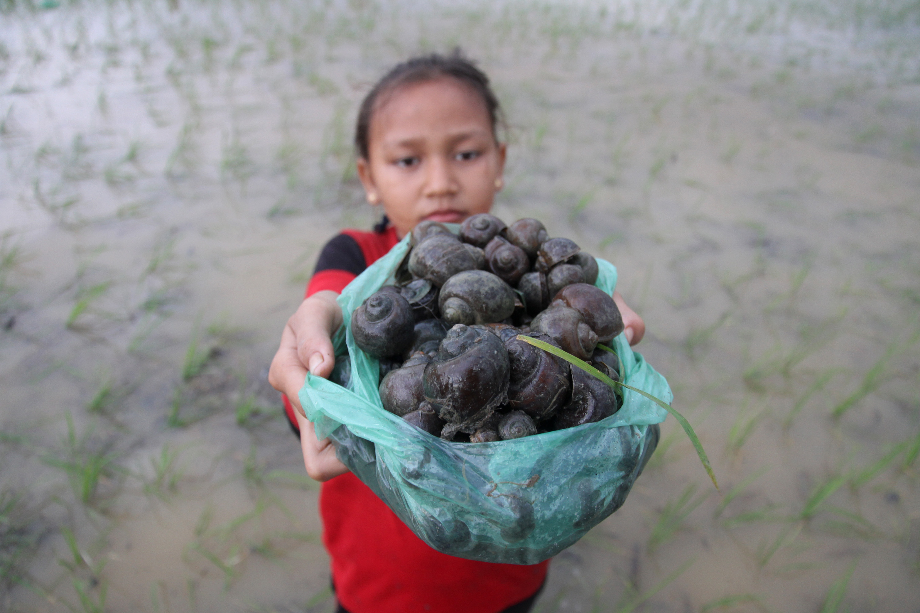 Petani menunjukkan hama keong mas