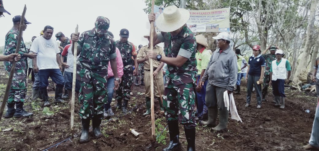 Kodim 1624 Flores Timur, NTT akan dikerahkan untuk mendampingi para petani saat musim tanam. 