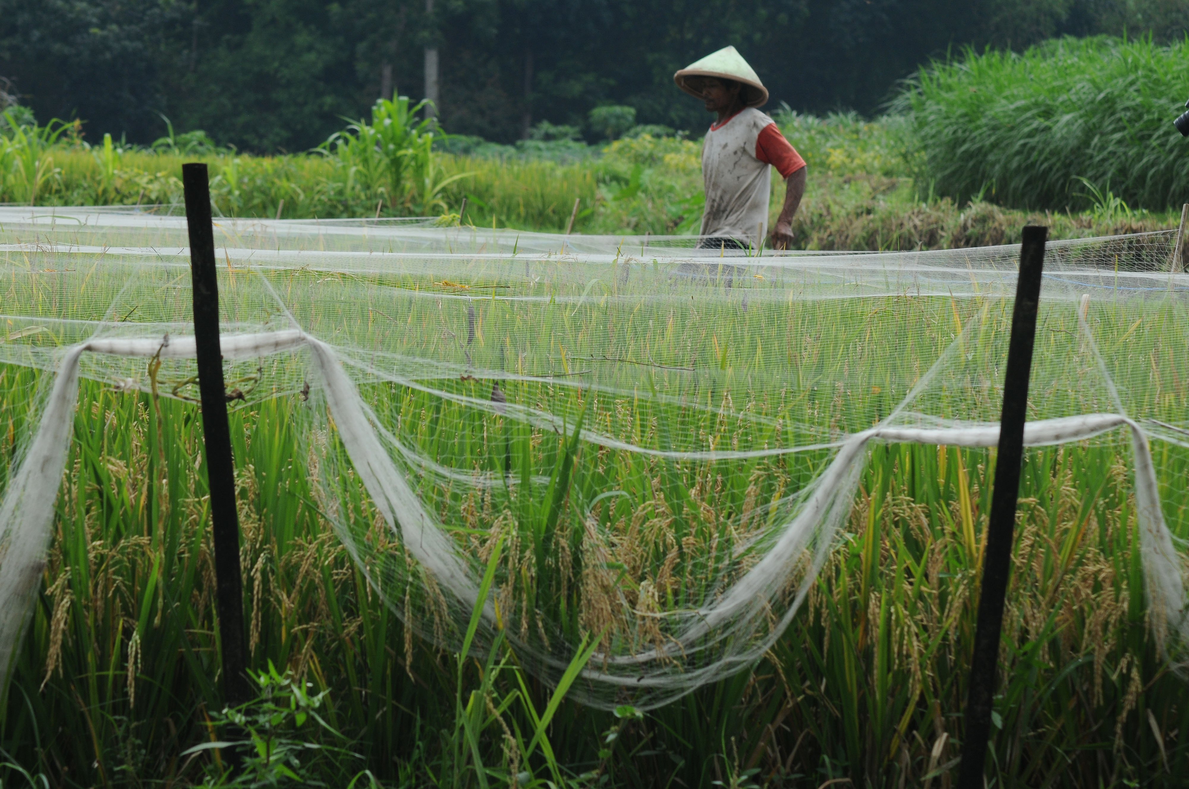  Petani memasang jaring pelindung padi di Jatinom, Klaten, Jawa Tengah, Jumat (10/1/2020).