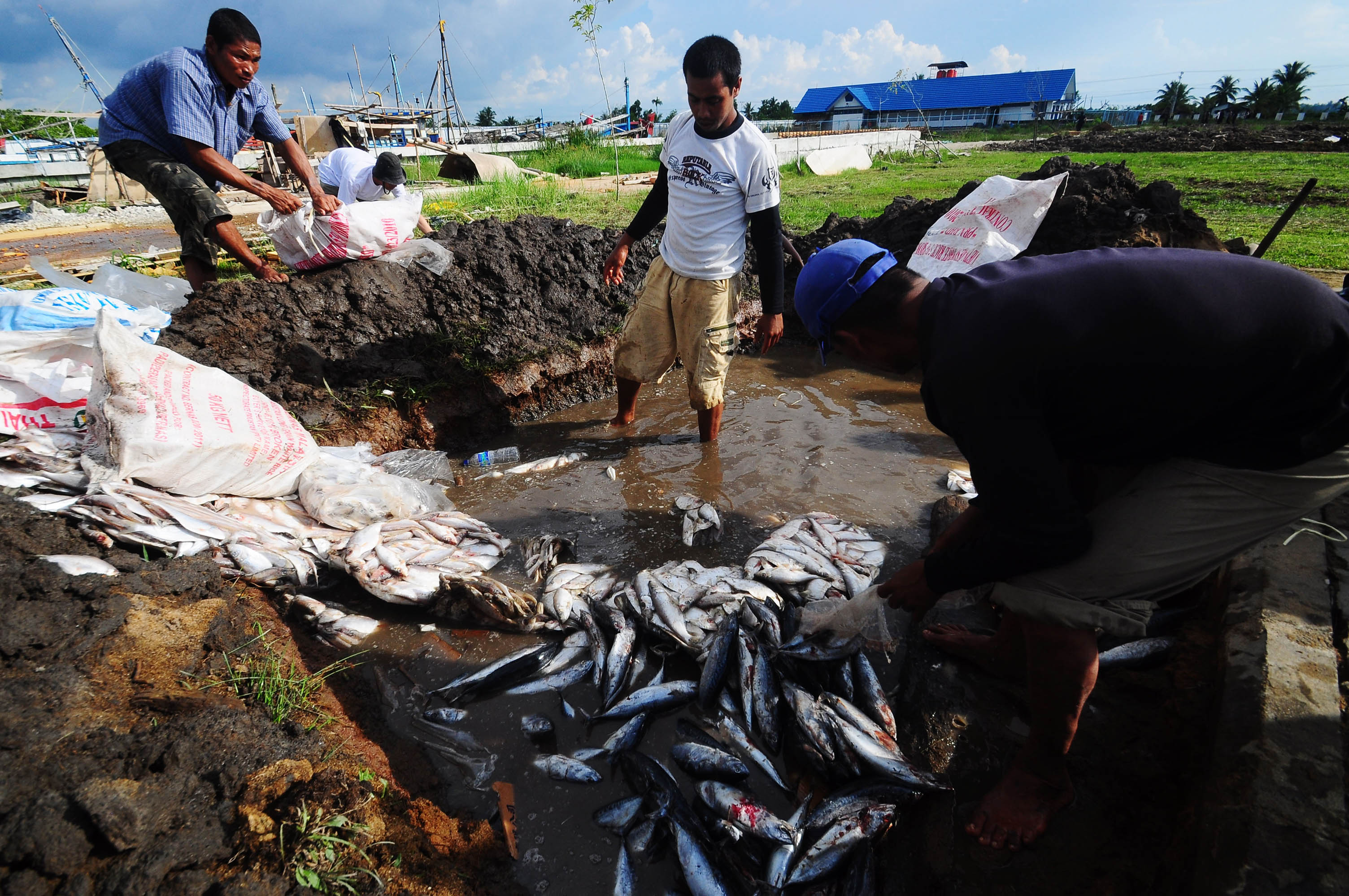 Pemusnahan ikan berformalin
