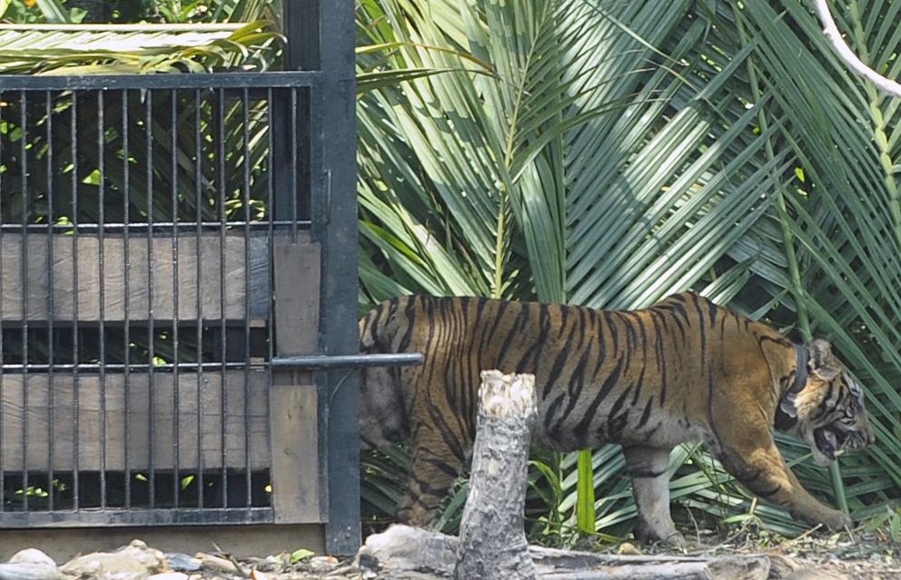 Heboh Harimau Masuk ke Kampus Unsri, Gubernur Sumsel: Ilusi Itu