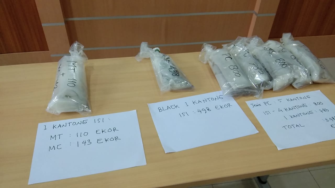 Belasan ribu baby lobster yang disita Bea Cukai Palembang, Kamis (23/1/2020).