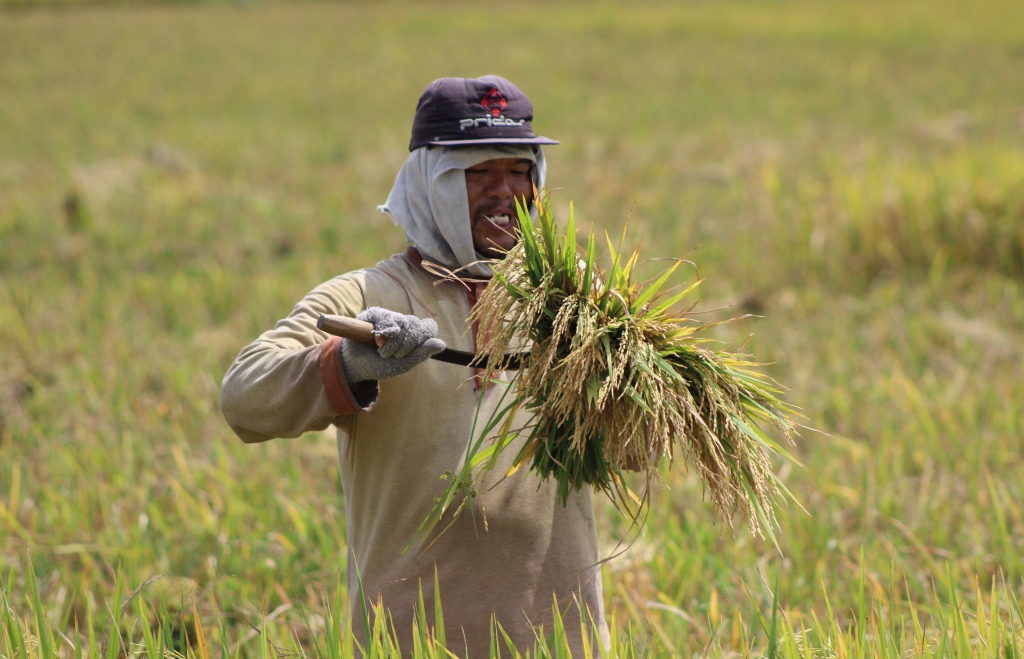  Petani sedang memilah padi di lahan bekas kekeringan kawasan Desa Pante Garot, Kecamatan Indrajaya, kabupaten Pidie.