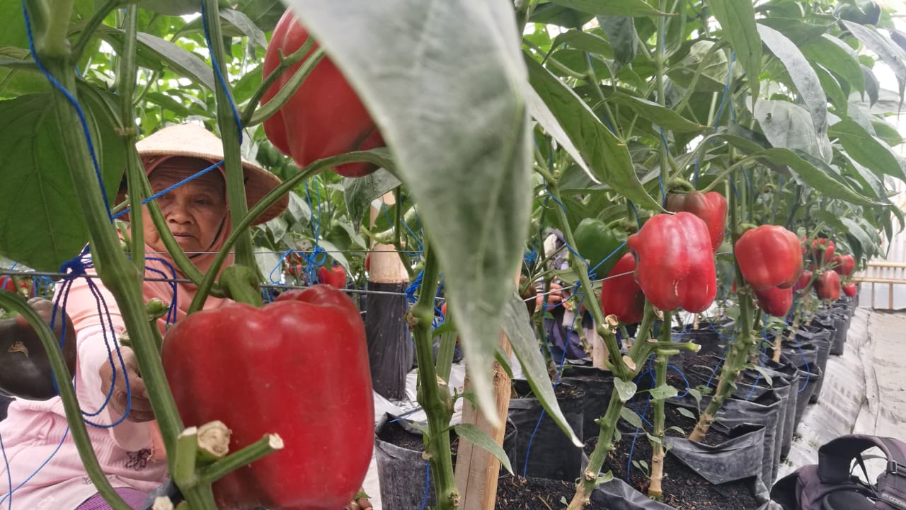 Petani mengecek tanaman paprika yang sudah berbuah. Kabupaten Boyolali diproyeksikan menjadi sentra pertanian paprika. 