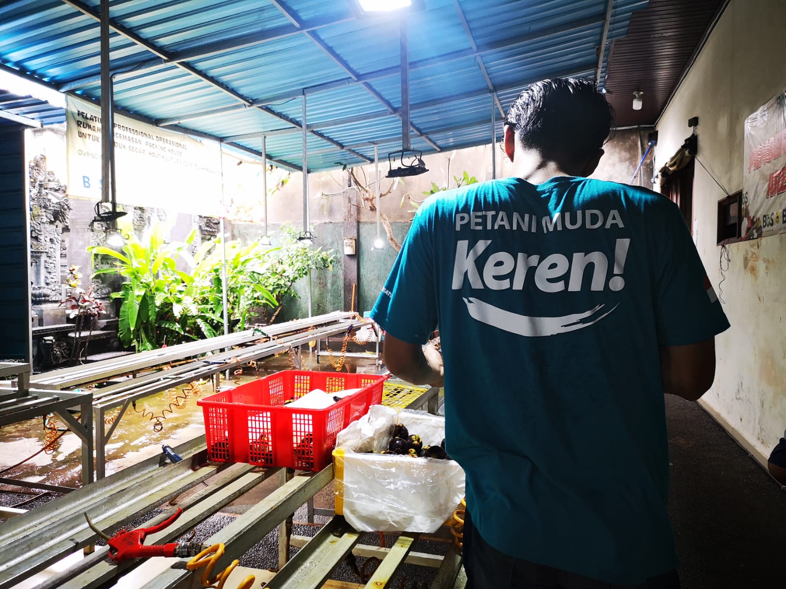 Untuk mengekspor buah-buahan ke luar negara, petani Bali menggunakan BOS Fresh Retail.   
