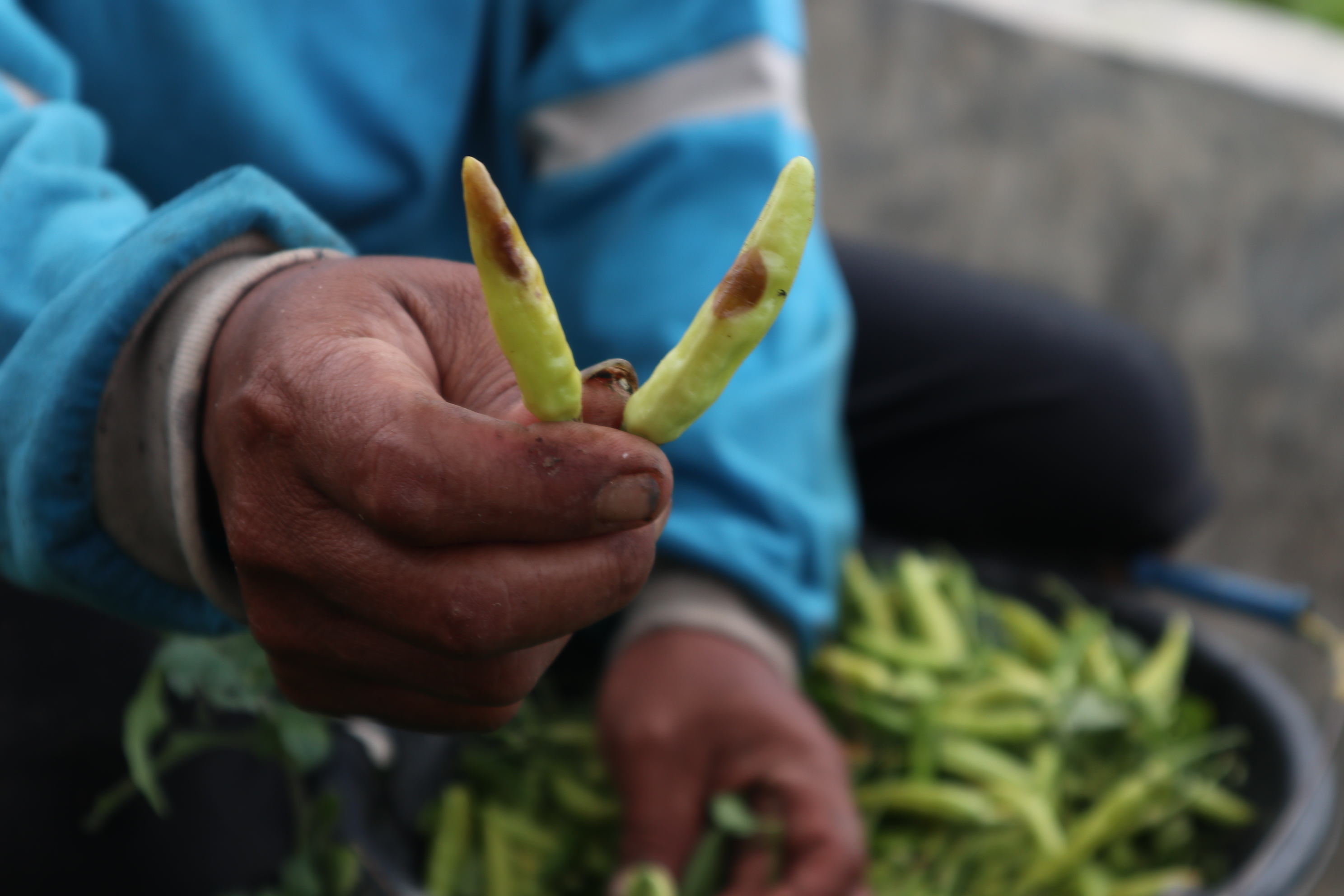 Petani Temanggung menunjukkan cabainya terkena patek.