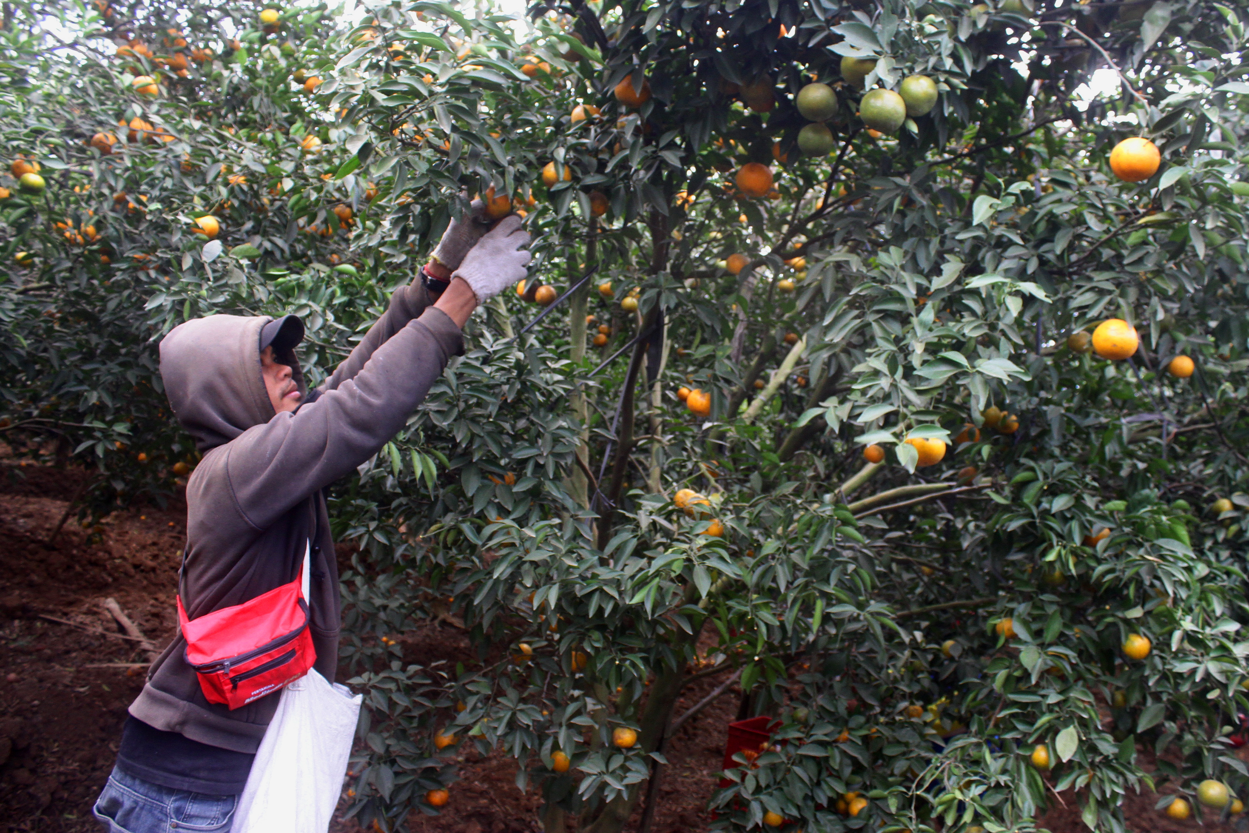  Petani memanen buah jeruk madu di sentra penghasil jeruk di Desa Selorejo, Malang, Jawa Timur, Minggu (3/9/2019)