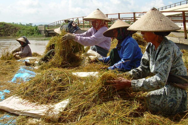 Sejumlah buruh tani memilah-milah gabah yang baru saja dipanen paksa karena terendam banjir selama beberapa hari.