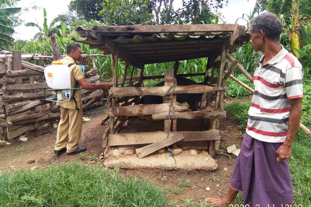 Semprot disinfektan ke kandang babi.