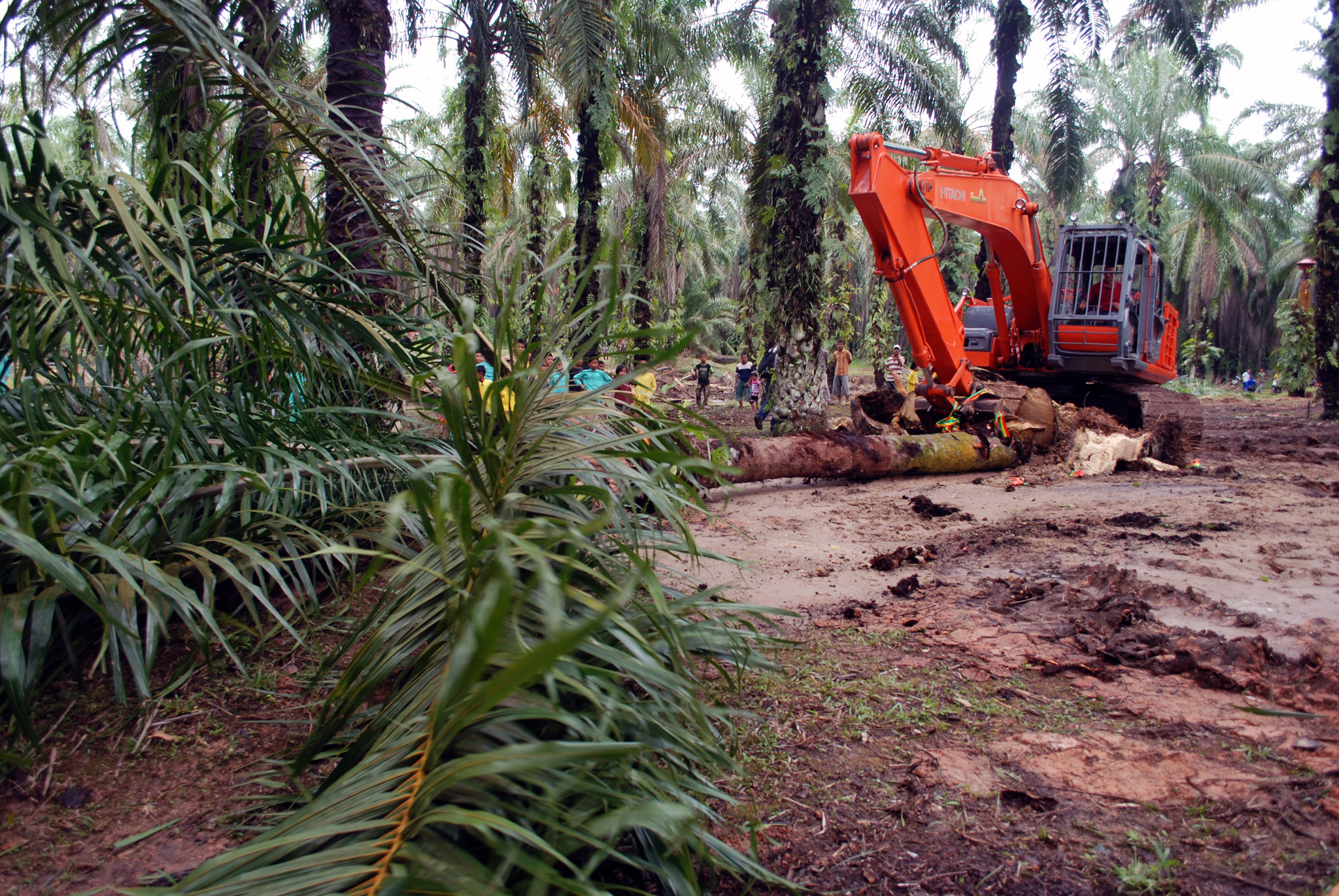 Program revitalisasi sawit di kebun plasma PTPN V di Kabupaten Rokan Hulu, Riau.