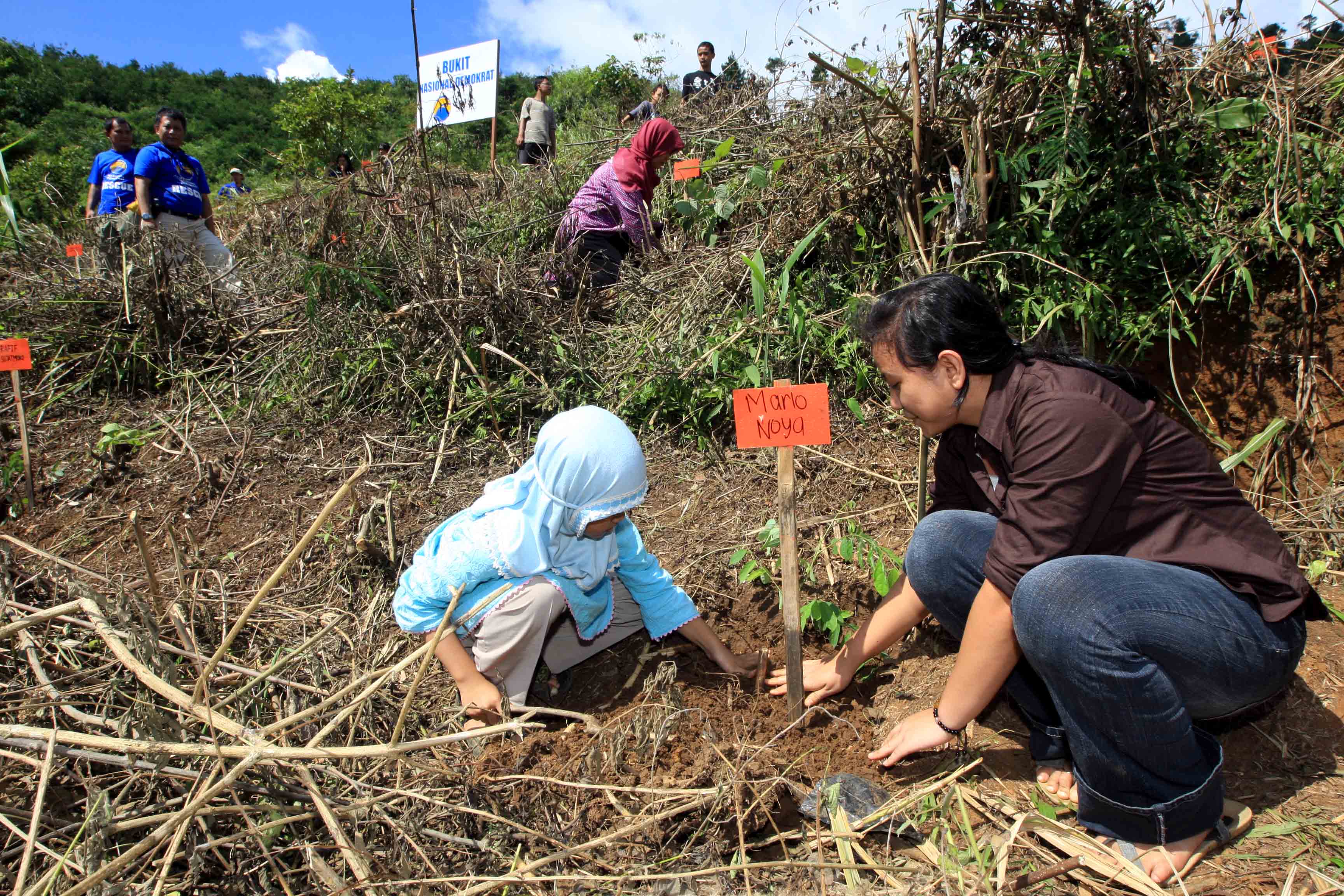 Para wali pohon (istilah untuk orang yang mengadopsi pohon) menanam pohon di Bukit Nasional Demokrat di Gunung Masigit Kareumbi,Kab.Bandung,