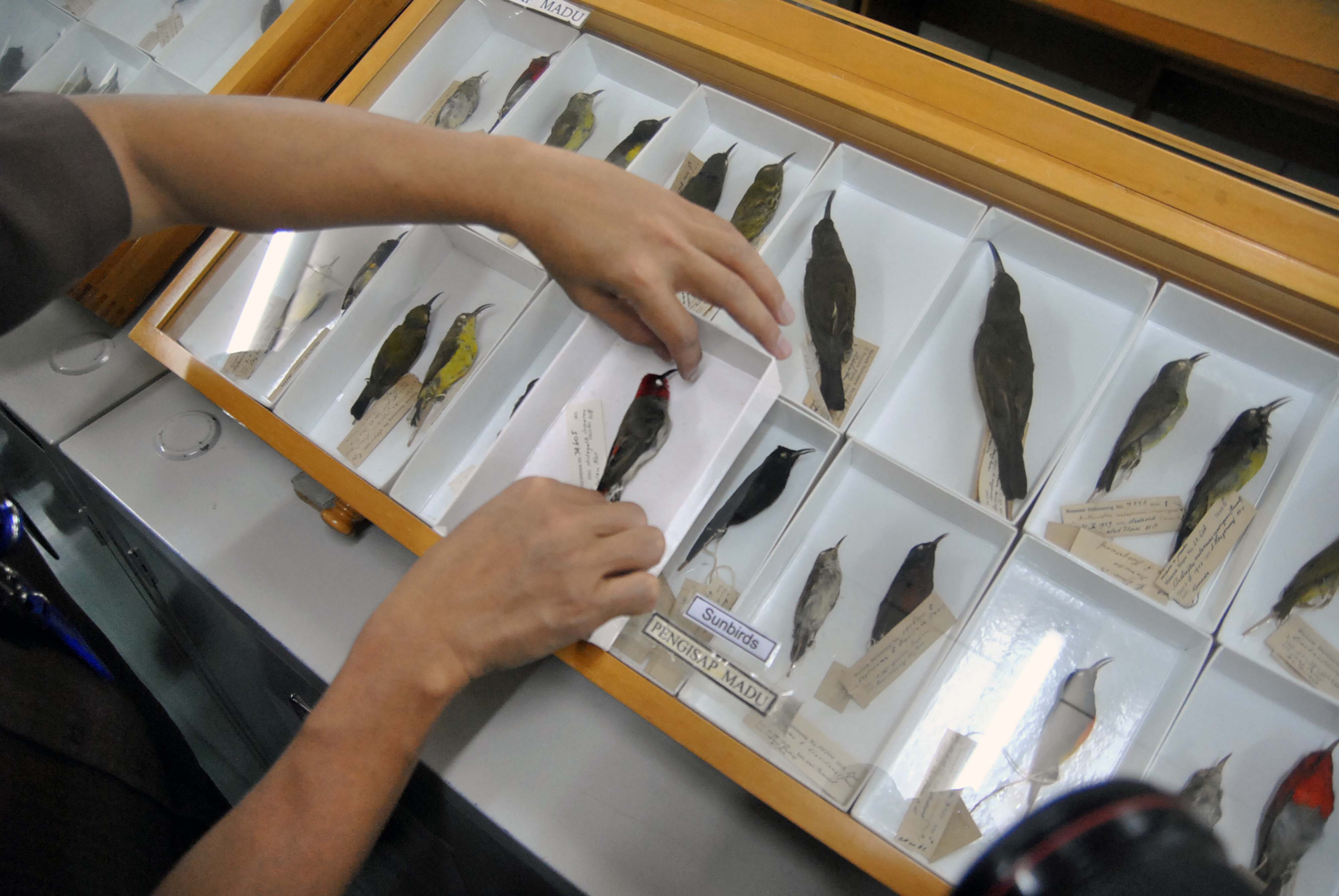 Peneliti LIPI menunjukkan spesies baru burung Myzomela prawiradilagae di Laboratorium Gedung Widyasatwaloka, LIPI Cibinong, Bogor. 