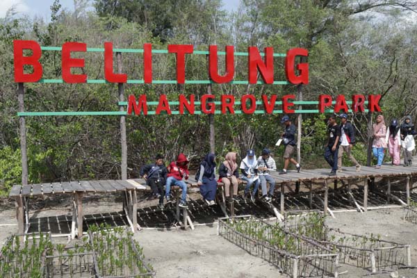 Wisata hutan Mangrove Gusong Bugis, Tanjung Pandan, Bangka Belitung