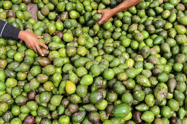 Ilustrasi : Pekerja memilah buah alpukat di Aceh Besar, Aceh.