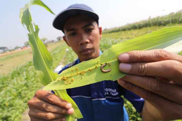 Petugas Dinas Pertanian dan Perkebunan memperlihatkan ulat grayak.