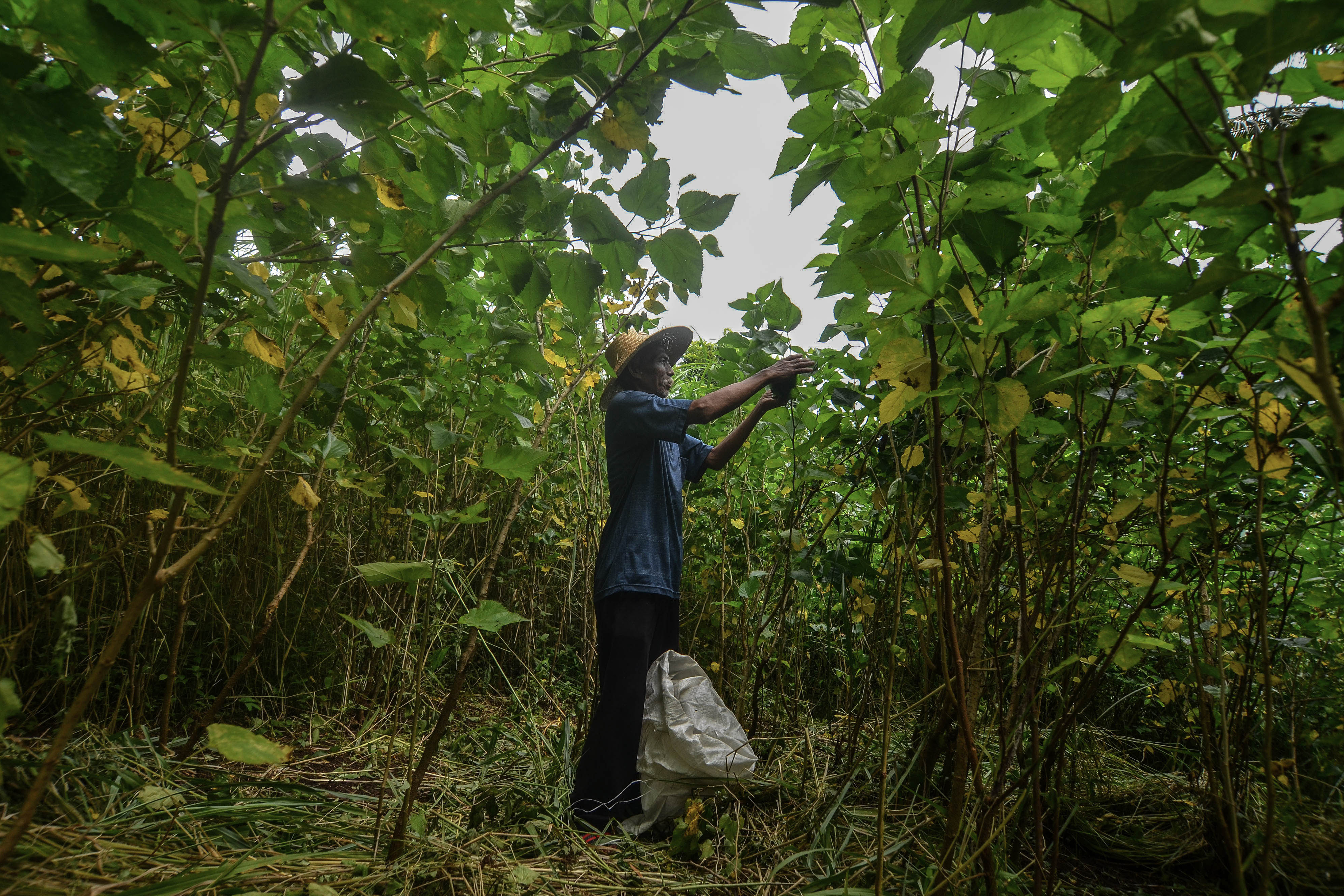  Petani memetik daun murbei di Ladangnya, Kampung Karang Anyar, Kabupaten Tasikmalaya, Jawa barat, Selasa (25/2/2020).