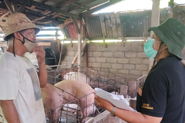 Direktorat Jenderal Peternakan dan Kesehatan Hewan (Ditjen PKH) bersama Pemdai Bali melakukan pengawasan pemotongan babi.