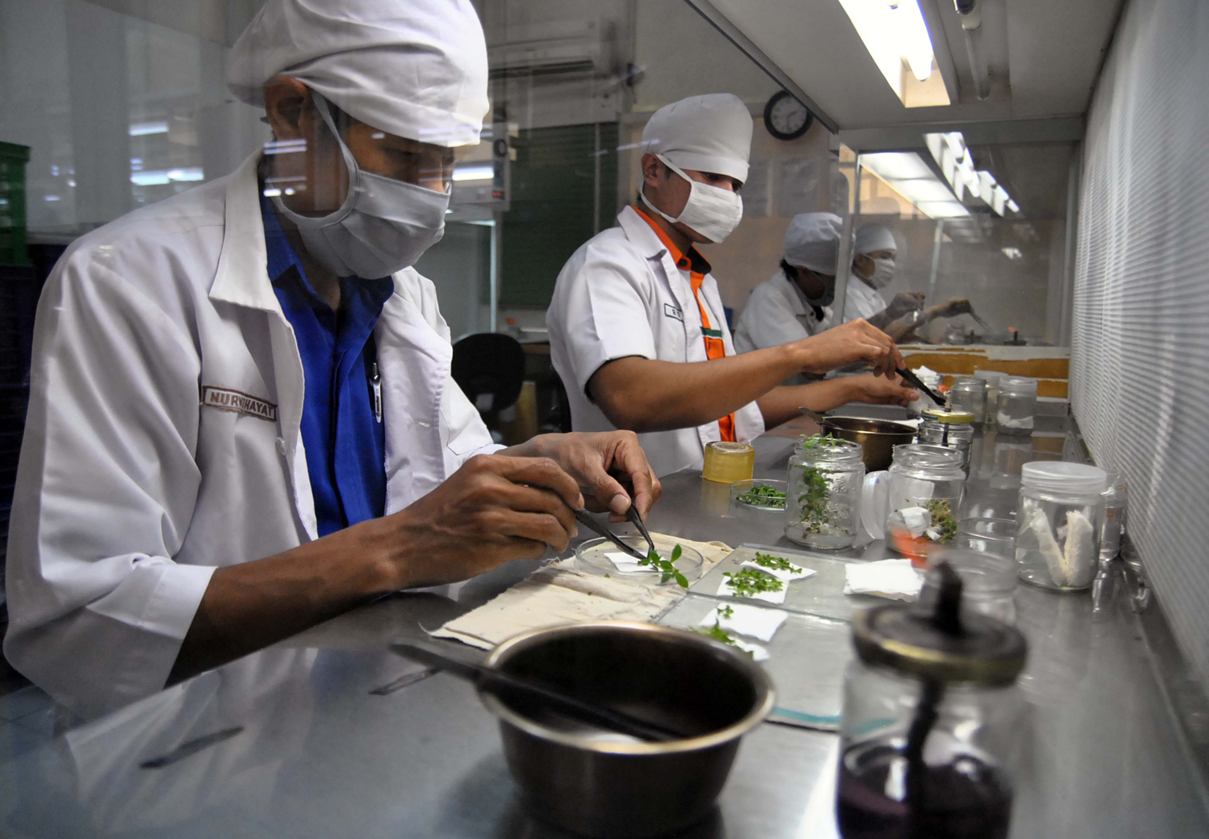 Petugas memperbanyak kultur jaringan tanaman di laboratorium kultur jaringan.