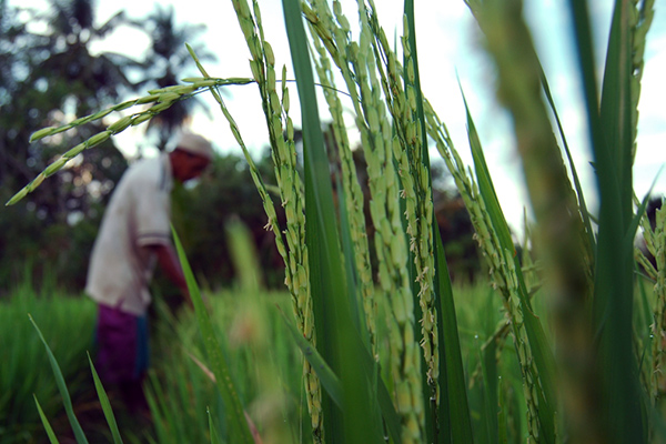 Terancam Puso, Delapan Kecamatan di Pidie Diserang Wereng
