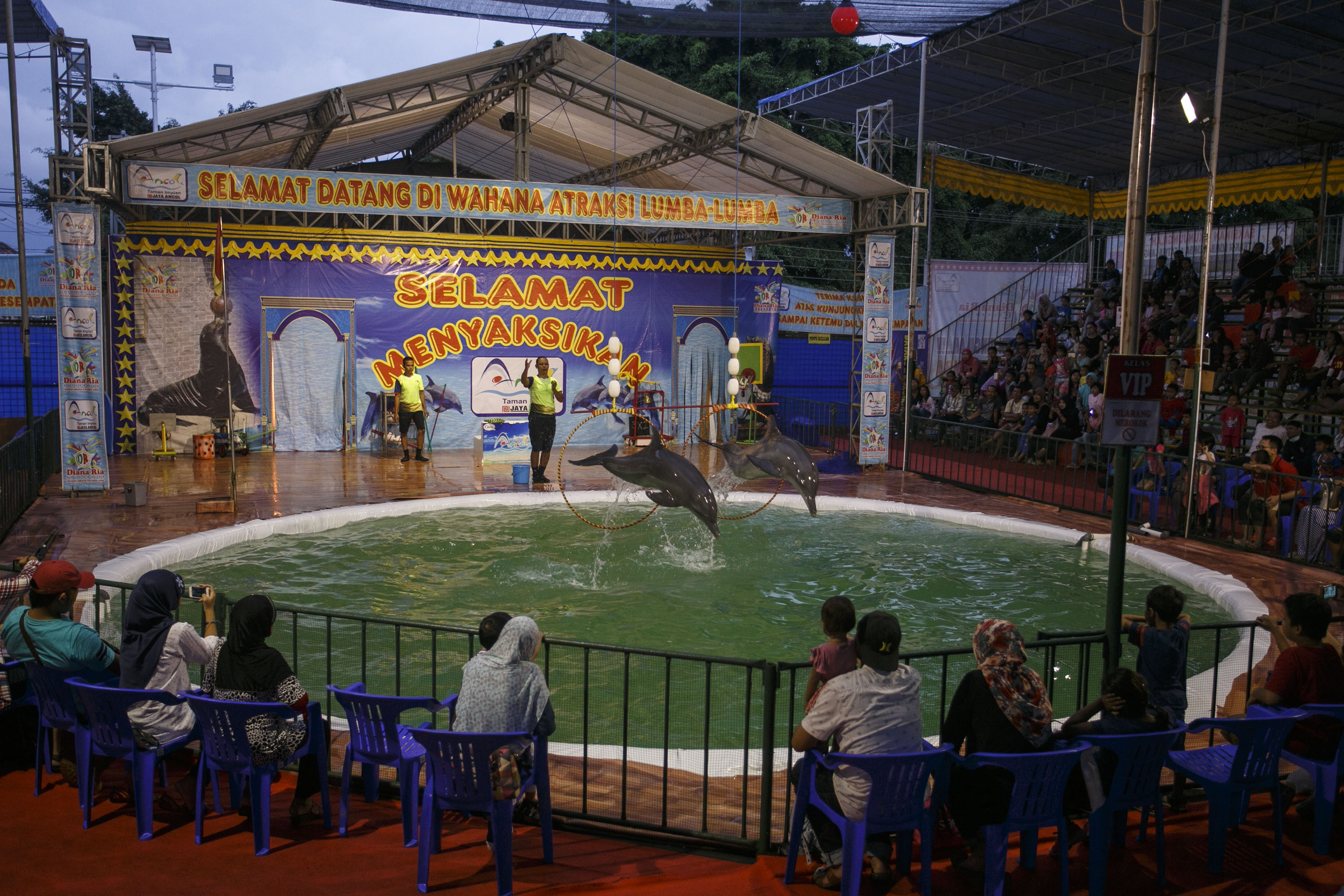 Penonton menyaksikan atraksi lumba-lumba di wahana sirkus lumba-lumba saat Perayaan Pasar Malam Sekaten (PMPS) di Alun-Alun Utara Yogyakarta