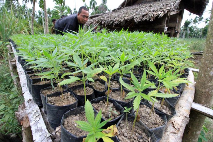 Tanaman Ganja