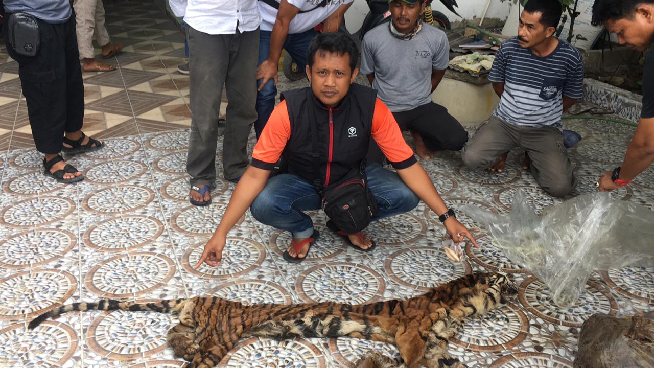 Barang bukti kulit dan jeroan Harimau Sumatera