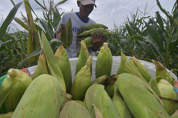 Petani jagung