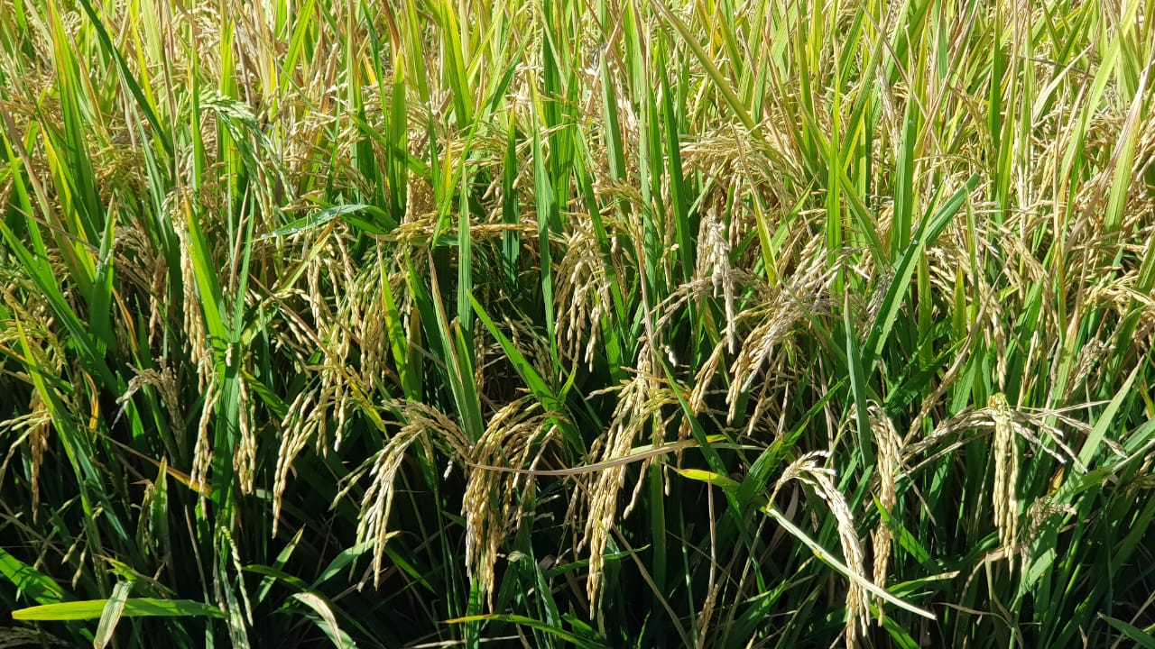 Pada  tahun 2020, produksi padi ditargetkan mencapai 59,1 juta ton gabah kering giling (GKG).