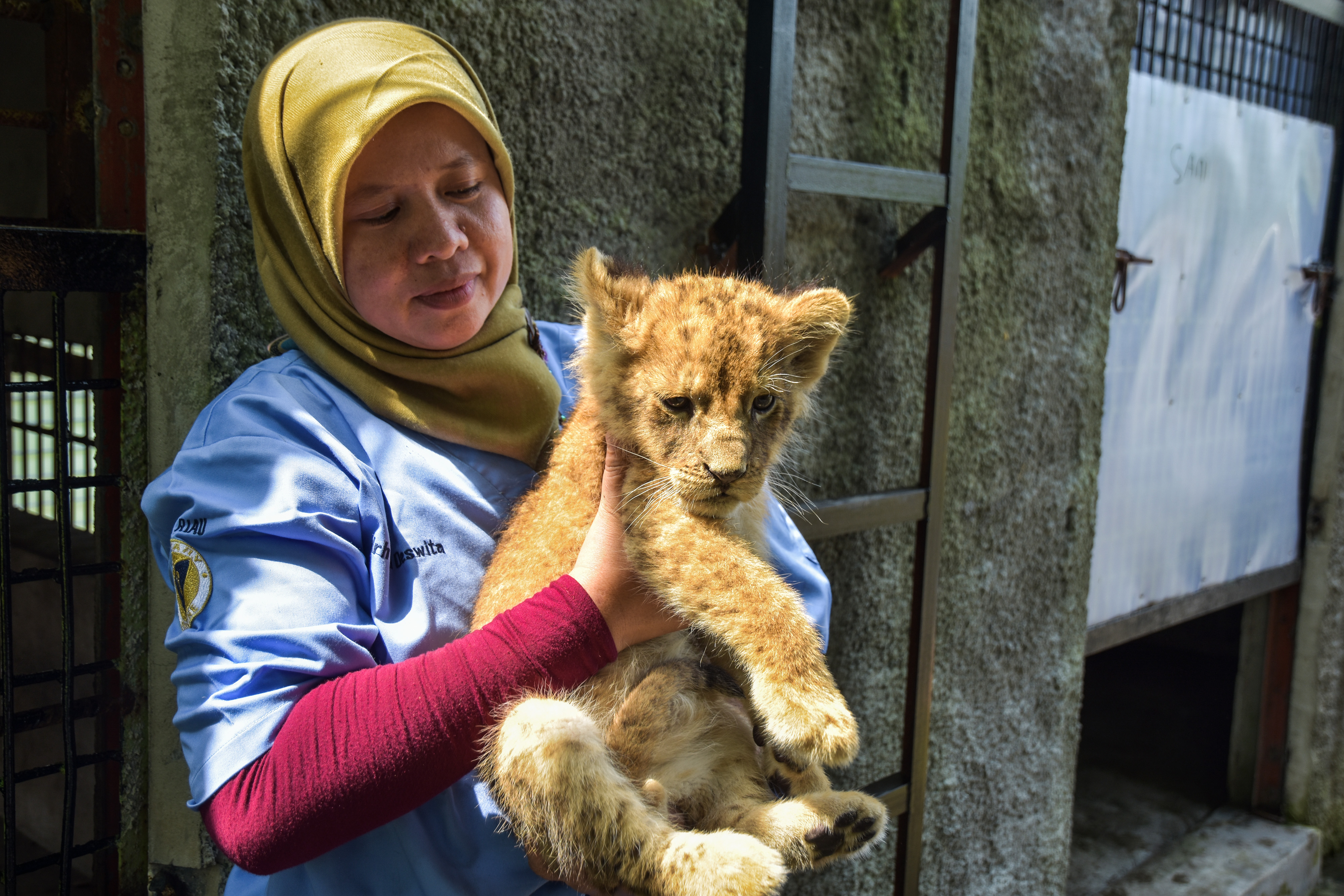 Anakan Leopard barang bukti sitaan perdagangan satwa dari Polda Riau di Kebun Binatang Kasang Kulim, Pekanbaru, mati pada Junat (31/1/2020).