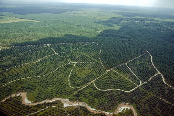  Hamparan tanaman kelapa sawit terlihat dari udara di Provinsi Riau.