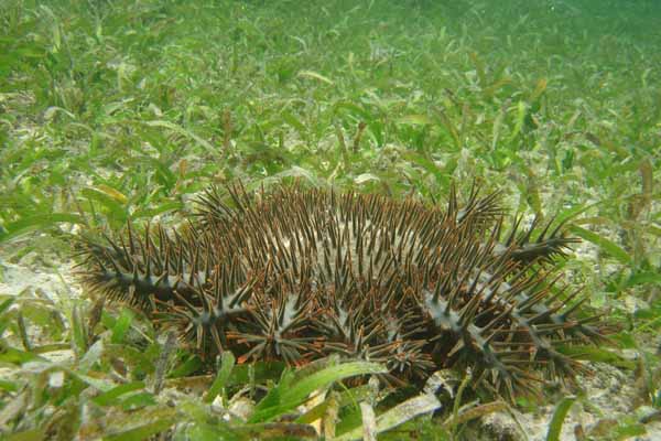 Bintang laut berduri.