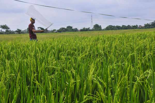 Ilustrasi : bertani.