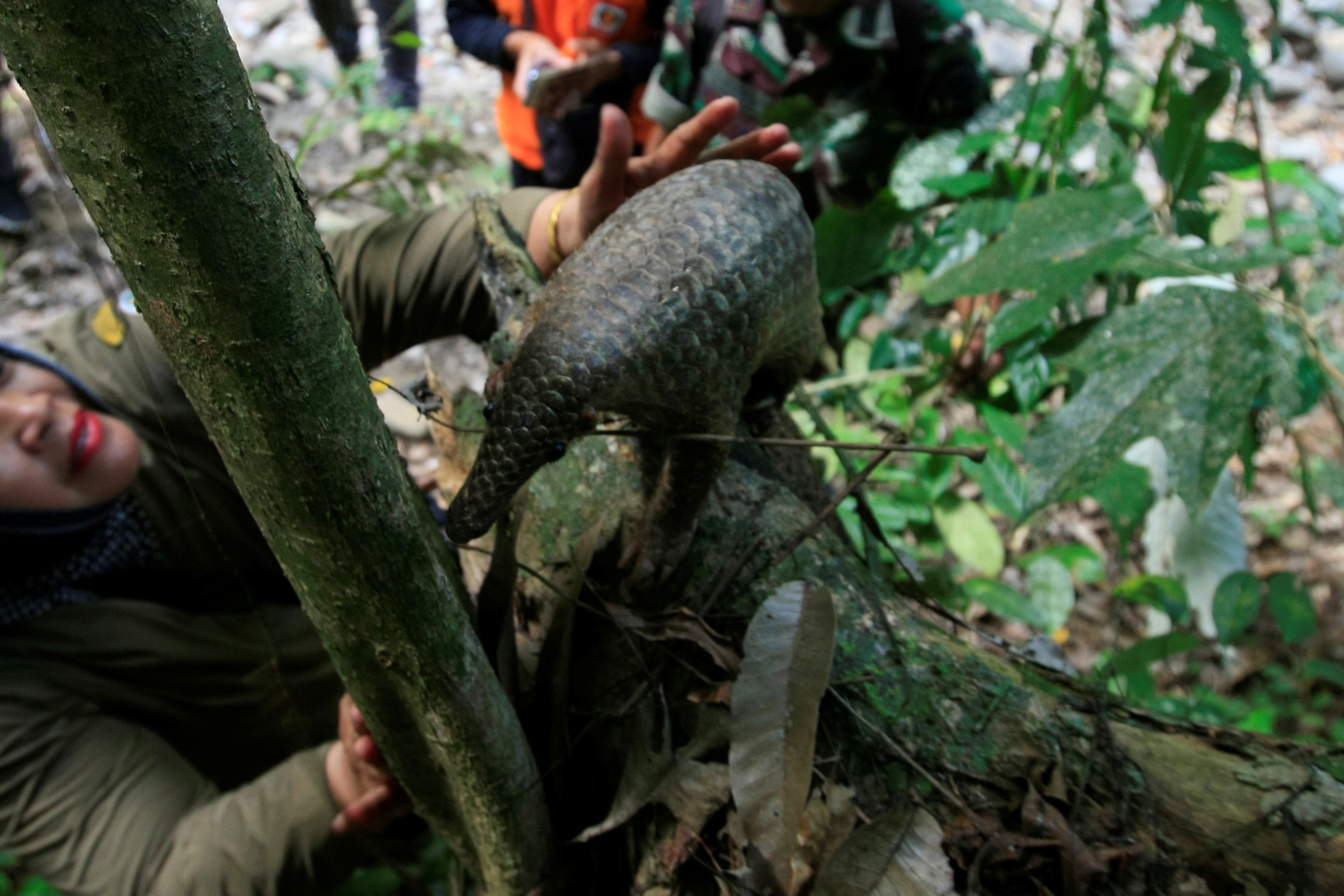 Petugas melepasliar satwa tenggiling (Manis javanica) di hutan di Aceh Besar, Aceh, beberapa waktu lalu.