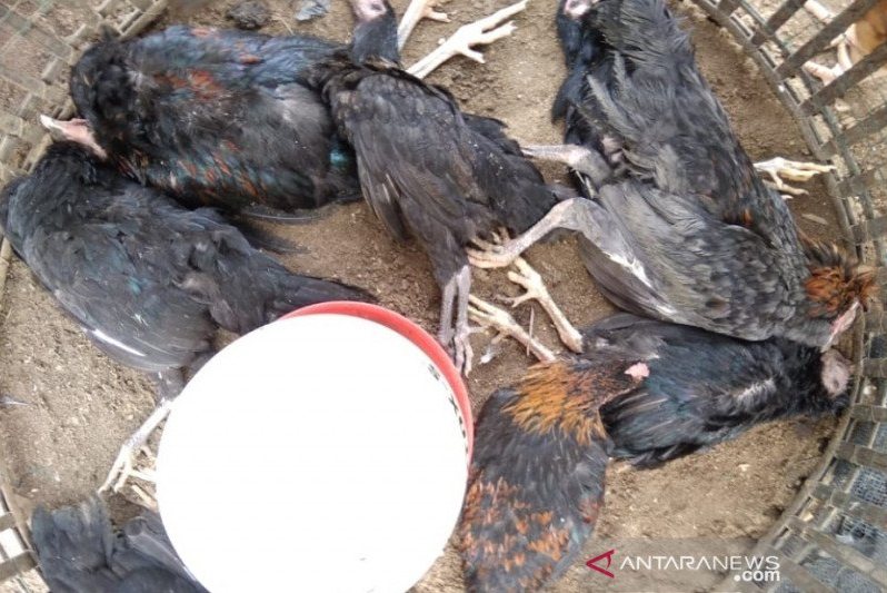 Ayam mati mendadak di kawasan Sekojo Kecamatan Kalidoni dinyatakan positif flu burung. 