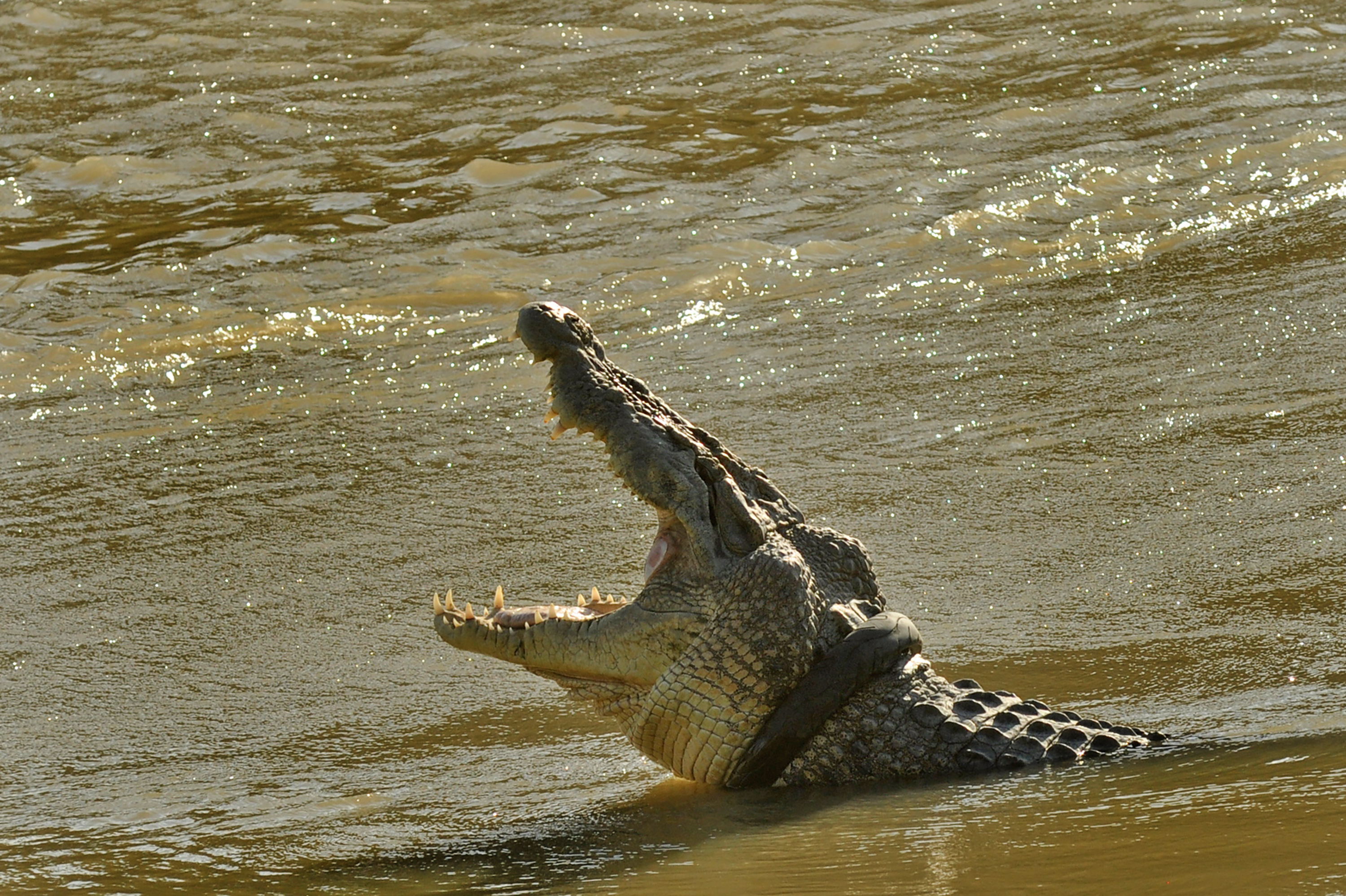 Seekor buaya liar yang terjerat ban bekas saat muncul ke permukaan sungai di Palu, Sulawesi Tengah.
