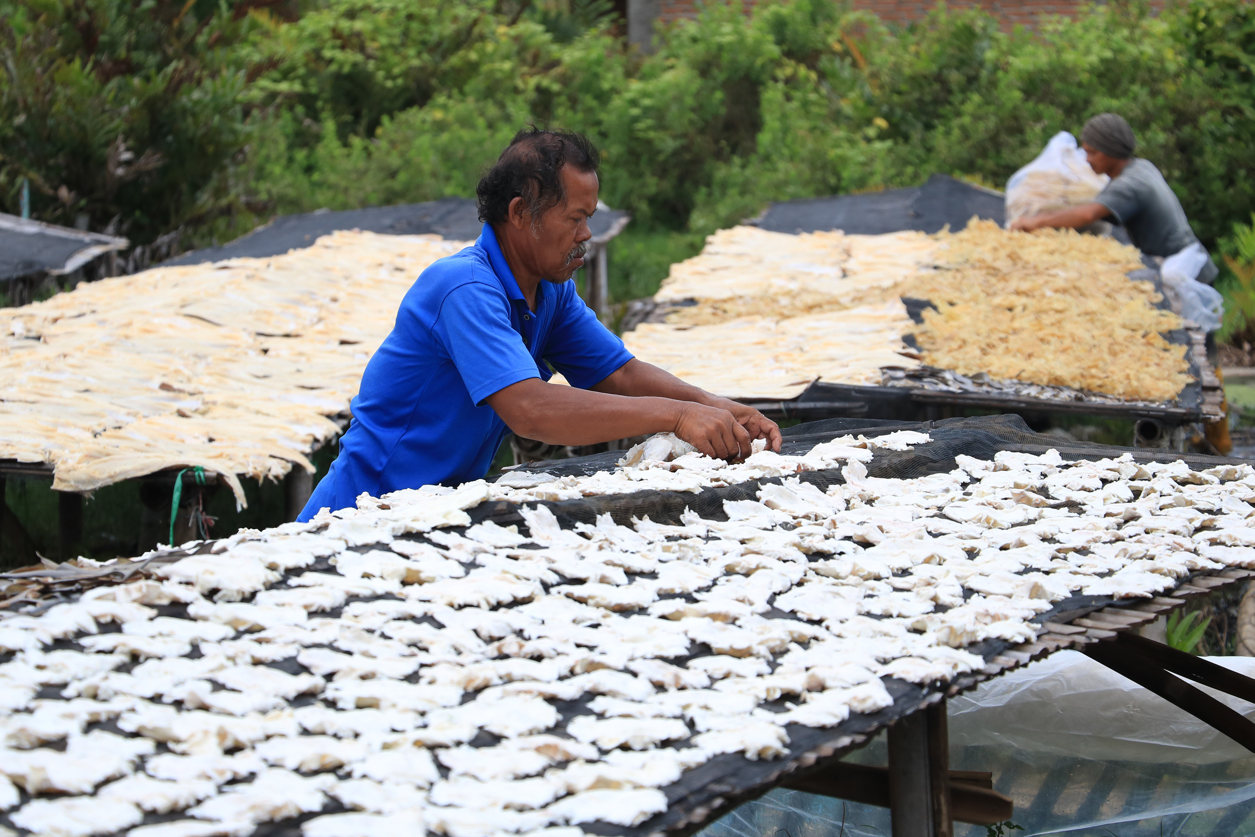  Pekerja menjemur lambung ikan jambal untuk di ekspor di desa Pabean udik, Indramayu, Jawa Barat, Selasa (18/2)