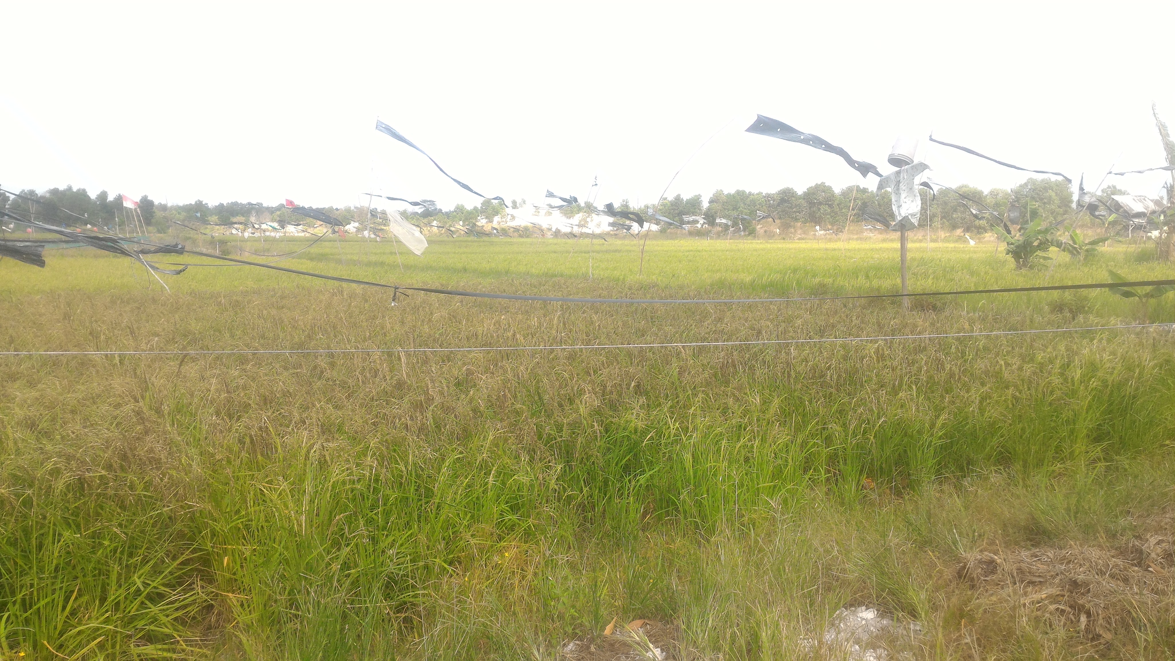 Sawah di Kabupaten Bangka
