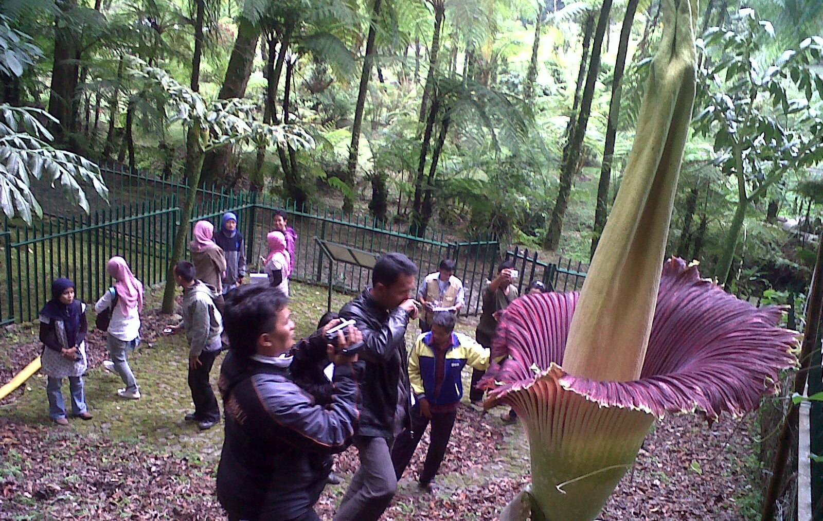 Bunga Bangkai mekar sempurna salah satu koleksi Kebun Raya Cibodas, Cianjur