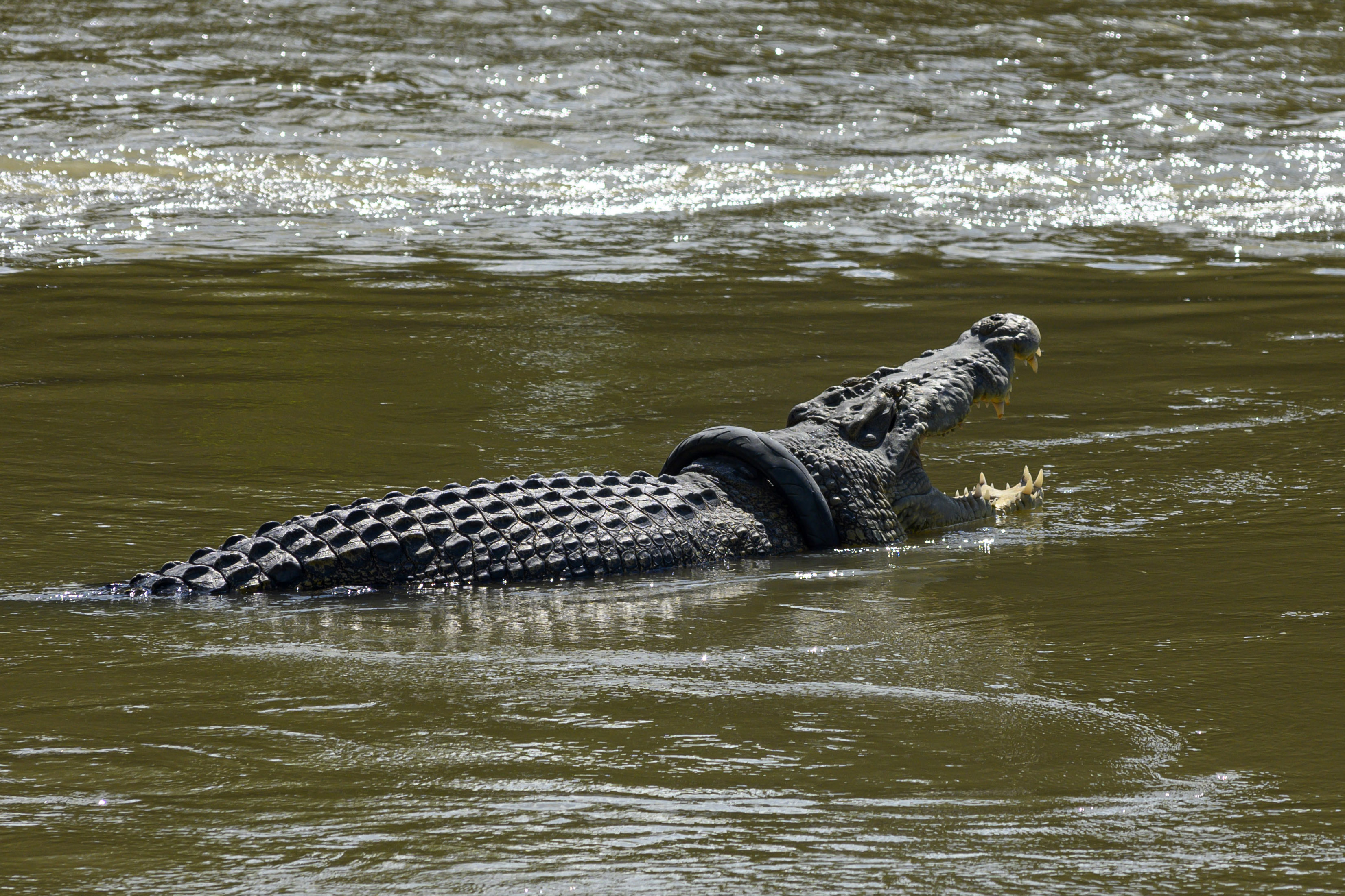 Buaya berkalung ban