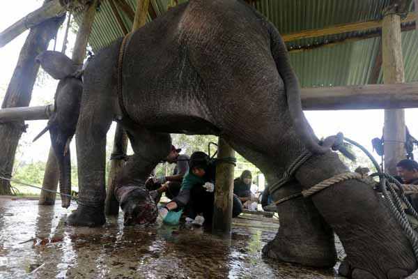 Dokter hewan Balai Konservasi Sumber Daya Alam (BKSDA) Aceh bersama pawang gajah (mahout) berupaya mengobati seekor gajah Sumatera.