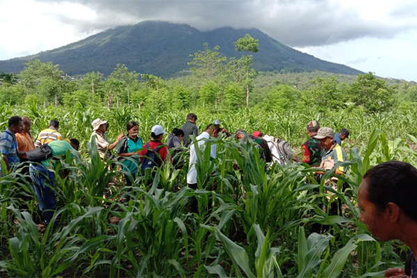 Dari luas tanam jagung di Kabupaten Flores Timur, Nusa Tenggara Toimur (NTT) seluas 12 ribu hektare sebagian terkena serangan ulat grayak.