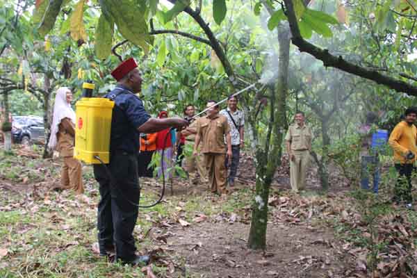 Bupati Pidie, Provinsi Aceh, Roni Ahmad, di kebunnya. 